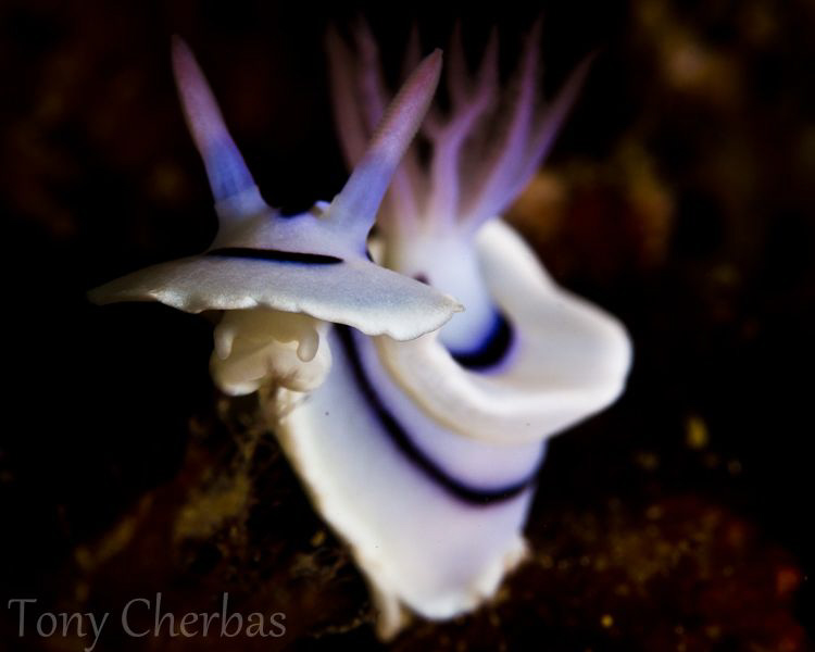 Nudi Face by Tony Cherbas 