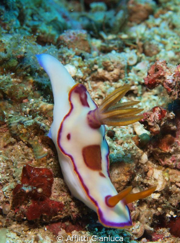nudibranchia by Afflitti Gianluca 