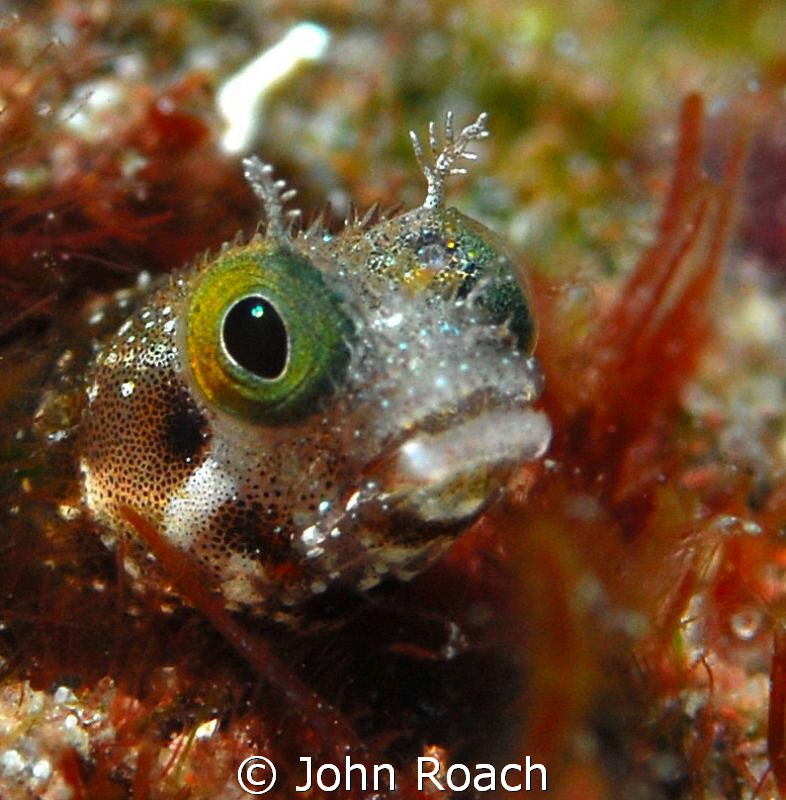 Blenny by John Roach 