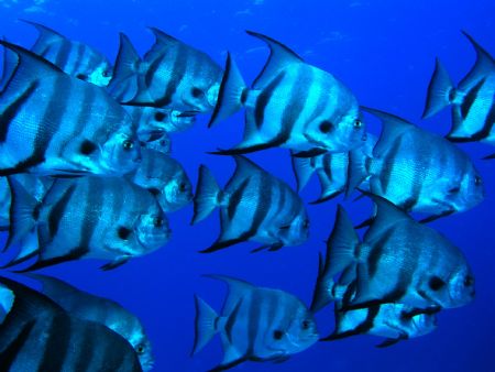 Large school of Spade Fish taken off Cocos Island Aboard ... by Charlie Foreman 
