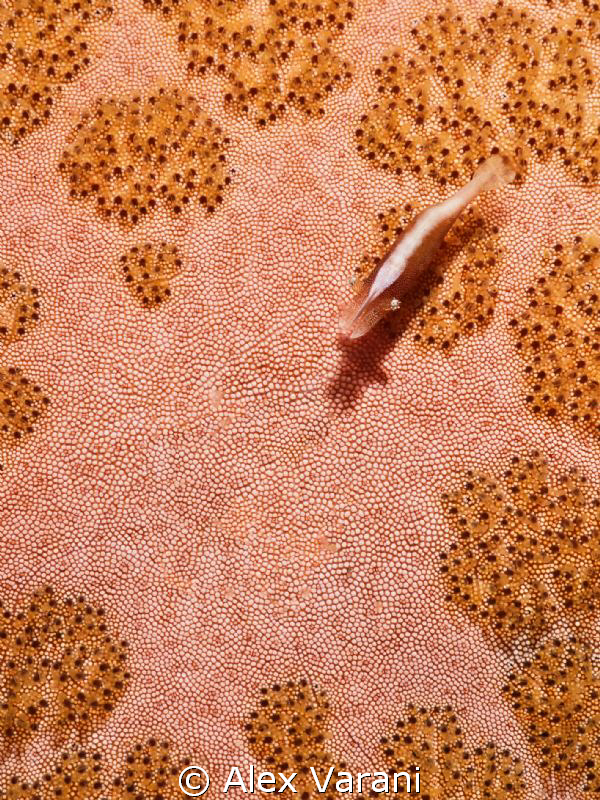 Periclemenes imperator on pillow seastar by Alex Varani 