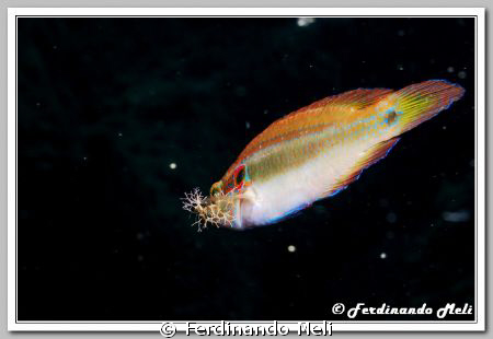 Symphodus ocellatus flies carrying seaweed in your mouth.
 by Ferdinando Meli 
