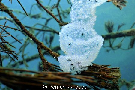 The eggs perch by Roman Vyroubal 
