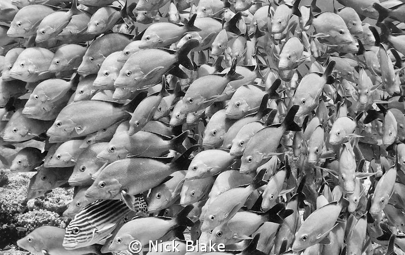 Fish shoal, Maldives by Nick Blake 