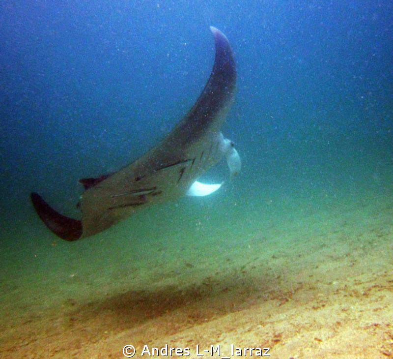 Manta and a few passengers! by Andres L-M_larraz 