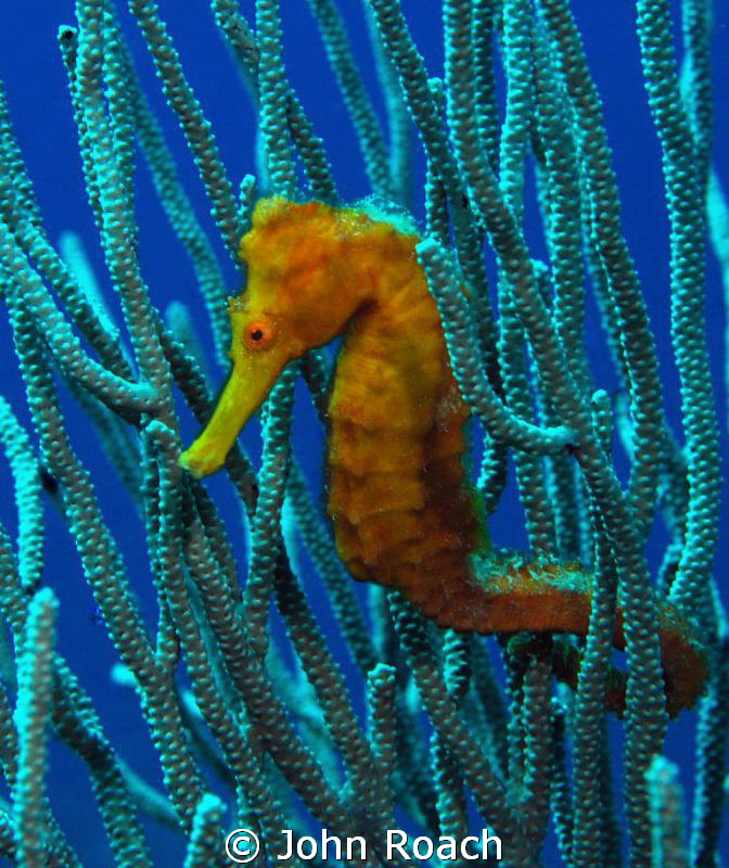 Longsnout Seahorse by John Roach 