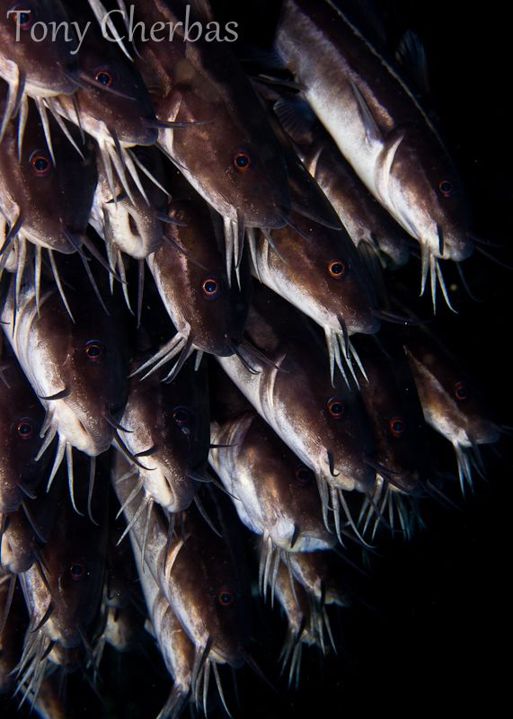 Catfish, Lembeh Strait by Tony Cherbas 