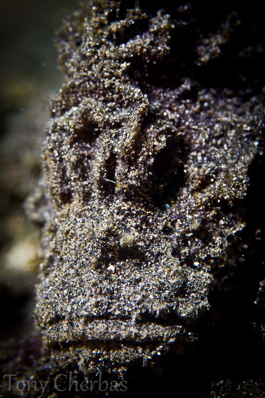 Stone by Tony Cherbas 