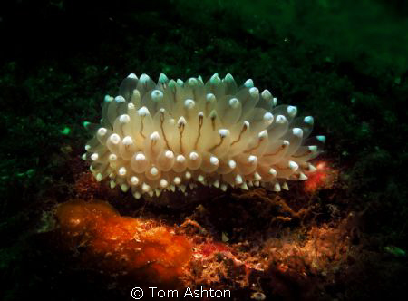 Nudi at St Abbs by Tom Ashton 