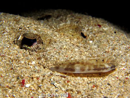 The Sand has eyes!  A juvenile crocodile fish hiding in t... by John Hill 