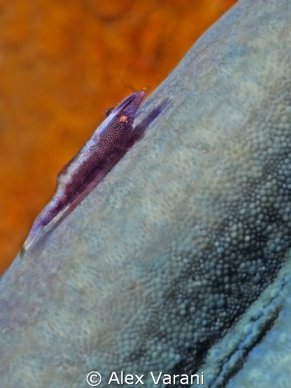 Periclemenes imperator on Linkya levigata by Alex Varani 