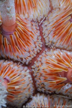 Details of the basal part of the spines of a pencil urchi... by Alessandro Pagano 