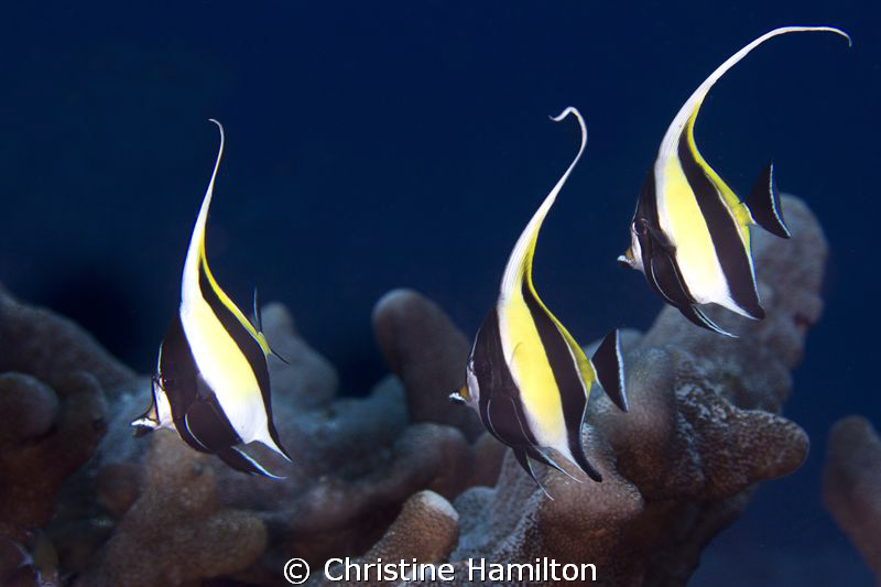 Three Amigos by Christine Hamilton 