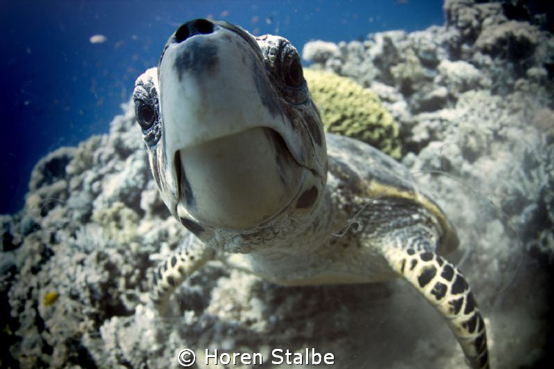 Just look in her eyes!! Qu Qu...:)
 by Horen Stalbe 