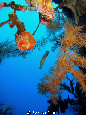 This is why we dive :) by Jacques Vieira 