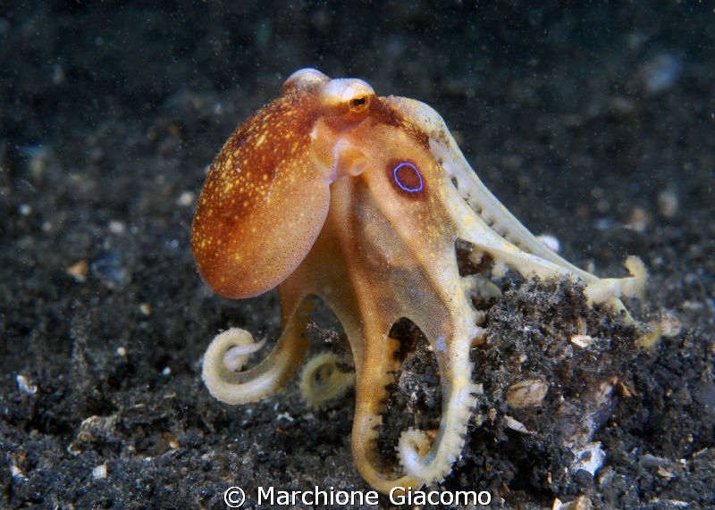 Elegance
Nikon D200 , 60 micro,twin strobo
Lembhe strait by Marchione Giacomo 
