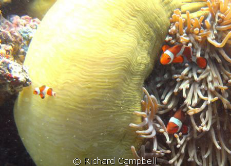 family outing  sealife dc1000 by Richard Campbell 