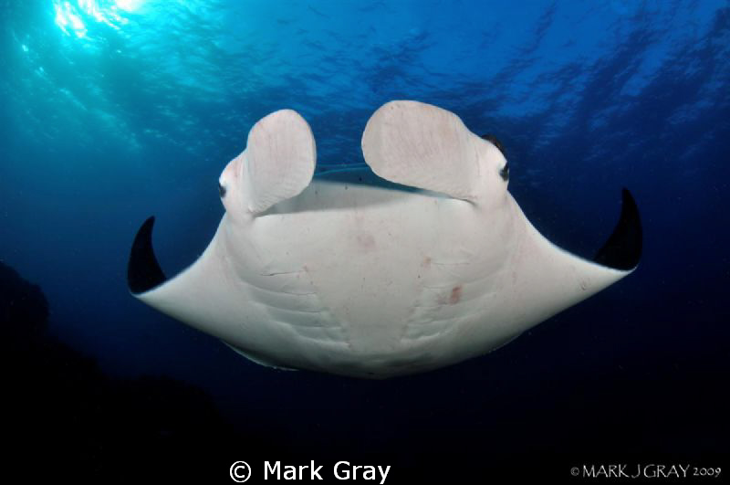 "Head On"..... by Mark Gray 