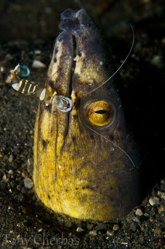 Another wonderful dive in Lembeh by Tony Cherbas 