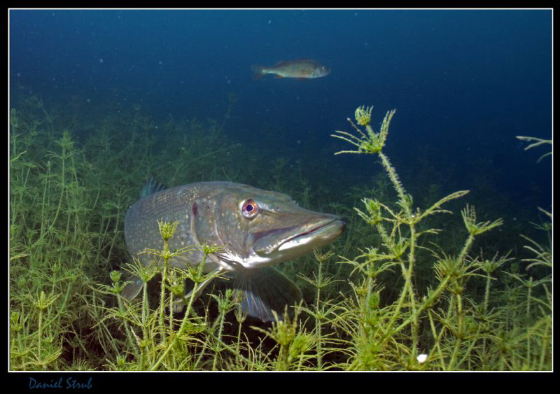 Last dive - of course a Pike :-D by Daniel Strub 