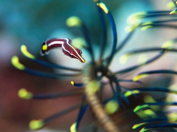 Urchin Clingfish, Tulamben by Doug Anderson 