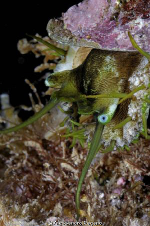 Haliotis lamellosa by Alessandro Pagano 