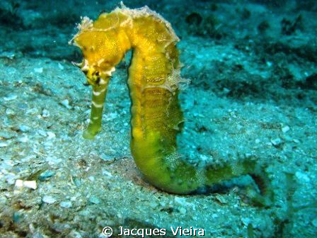 Sea horse of the lodge at Nosy Sakatia Madagascar by Jacques Vieira 