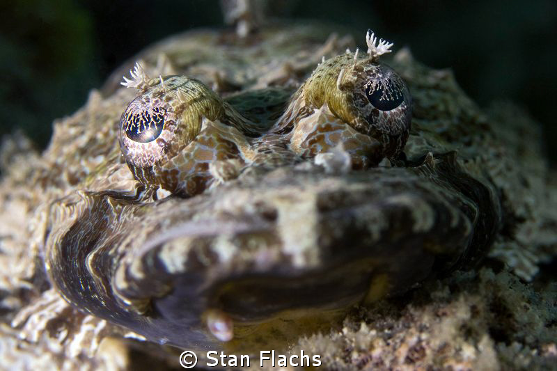 Crocodile fish by Stan Flachs 