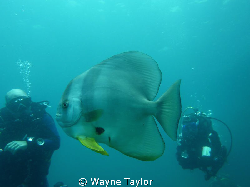 Batfish + 2 admiring divers by Wayne Taylor 
