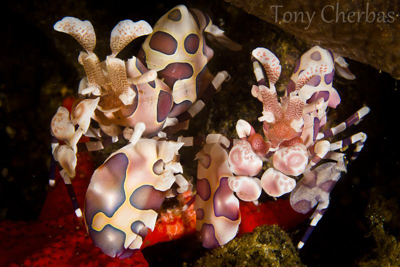 Starfish Killers. by Tony Cherbas 
