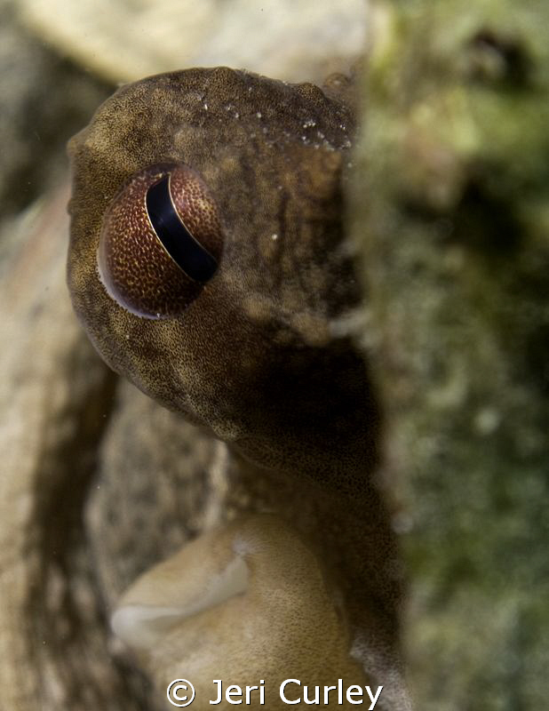 Peeking around the corner! by Jeri Curley 