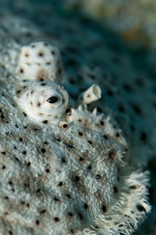 The business end of a Moses Sole. by Paul Colley 
