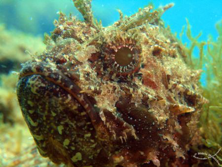Scorpionfish watching me :D by Mário Monteiro 