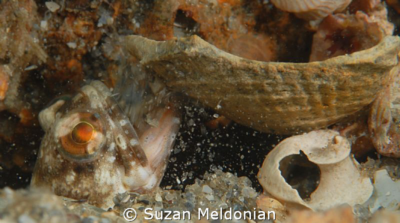 Dusky Jawfish blowing chunks... of shell as it prepares i... by Suzan Meldonian 