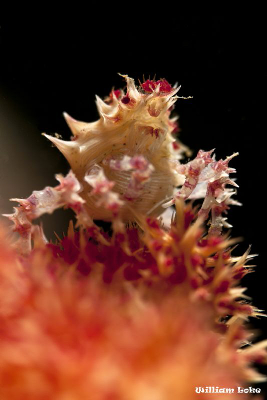 "Looking High" (Candy Crab) by William Loke 