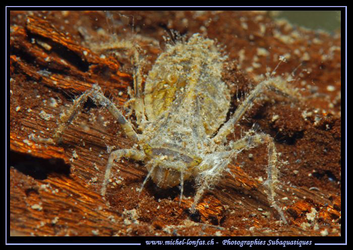 Face to face with this beautiful but scary Larva of a May... by Michel Lonfat 