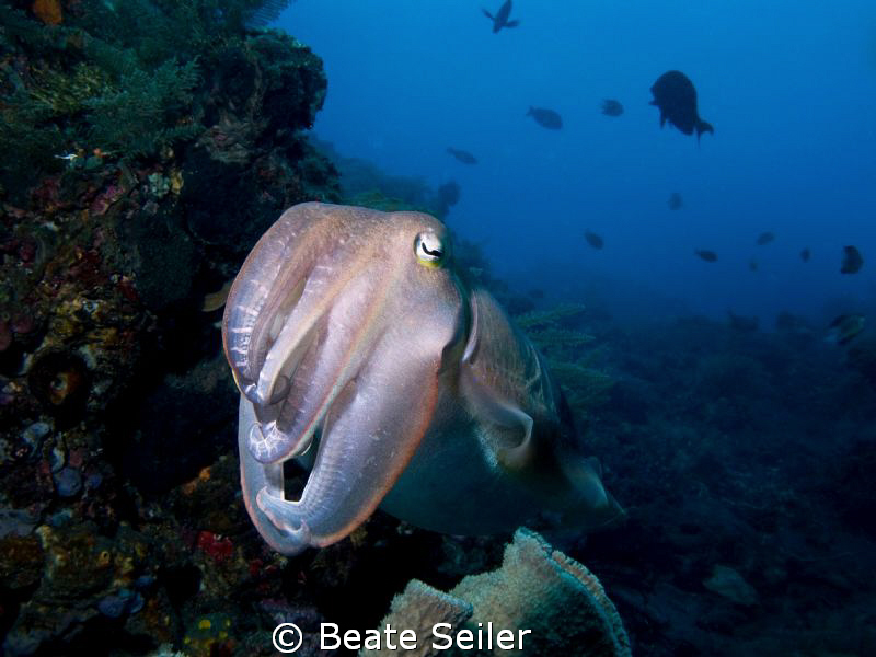 Cuttlefish by Beate Seiler 