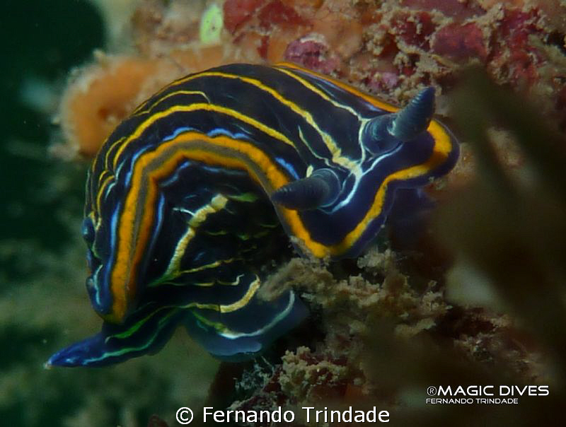 A funny Hypselodoris villafranca trying to watch what I w... by Fernando Trindade 