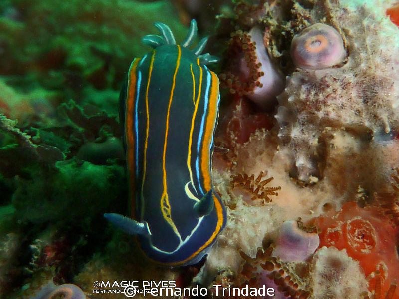 Hypselodoris villafranca going down.
Light form side on ... by Fernando Trindade 