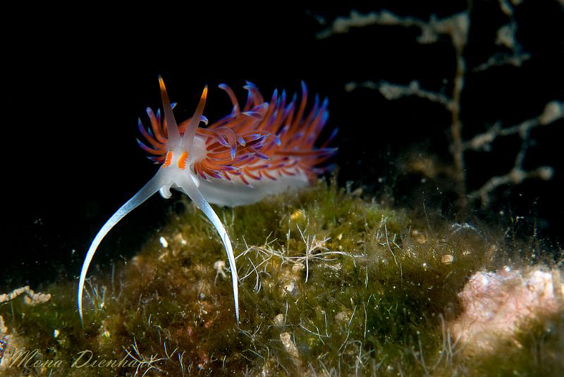 this was my macro entry into the contest in Bodrum by Mona Dienhart 