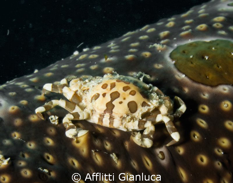 Crab on the worm by Afflitti Gianluca 