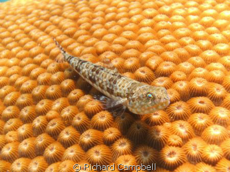 living math..sealife dc1000 by Richard Campbell 