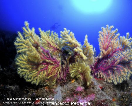 Yellow-red gorgonian. Take with Nikon P7000 in Easysnap H... by Francesco Pacienza 
