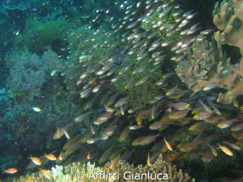 glass fish by Afflitti Gianluca 