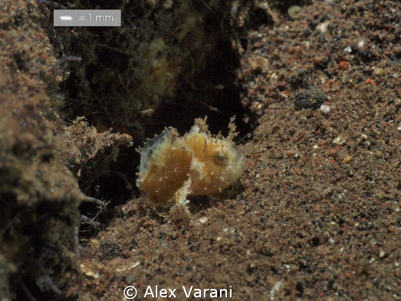 Tiny frog fish (Antennarius cf. randalli) by Alex Varani 