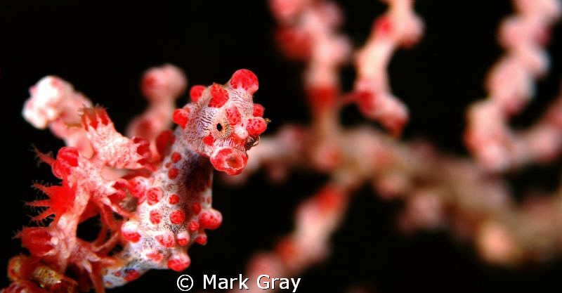 "The Kiss" ...Pygmy Seahorse by Mark Gray 