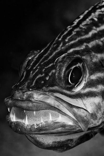 Cardinalfish with a new batch of eggs by Paul Colley 