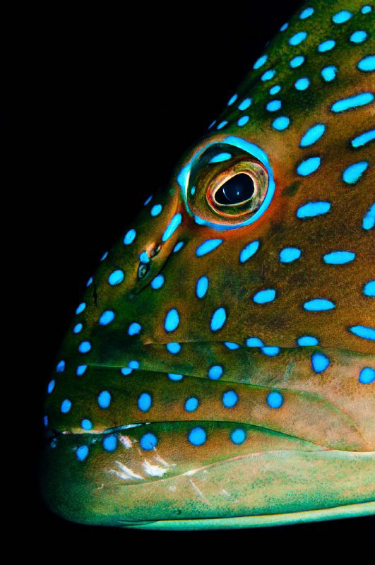 Grouper found hiding under the stern of the wreck Kingston by Paul Colley 