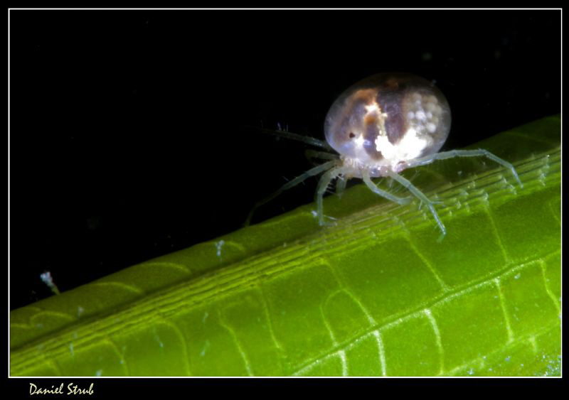 Water mite :-D by Daniel Strub 