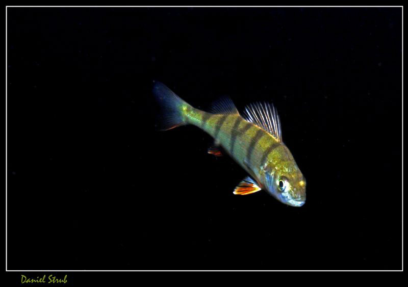 Last weeks dive in a small pond close to home ... :-D by Daniel Strub 